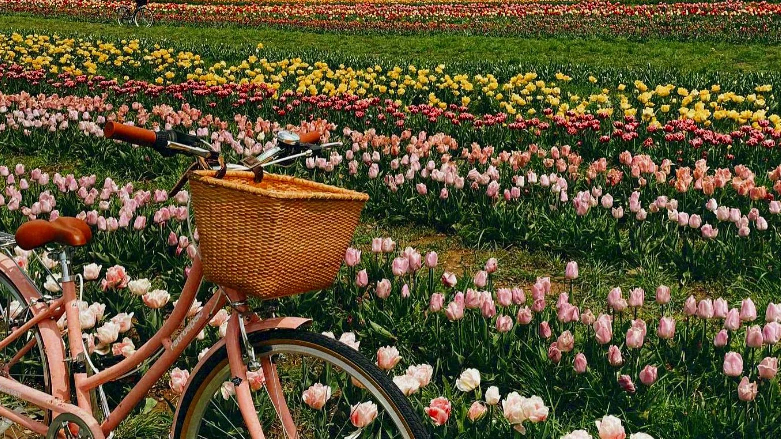 Your Ultimate Guide to the Timbuk Farms Tulip Festival 2025